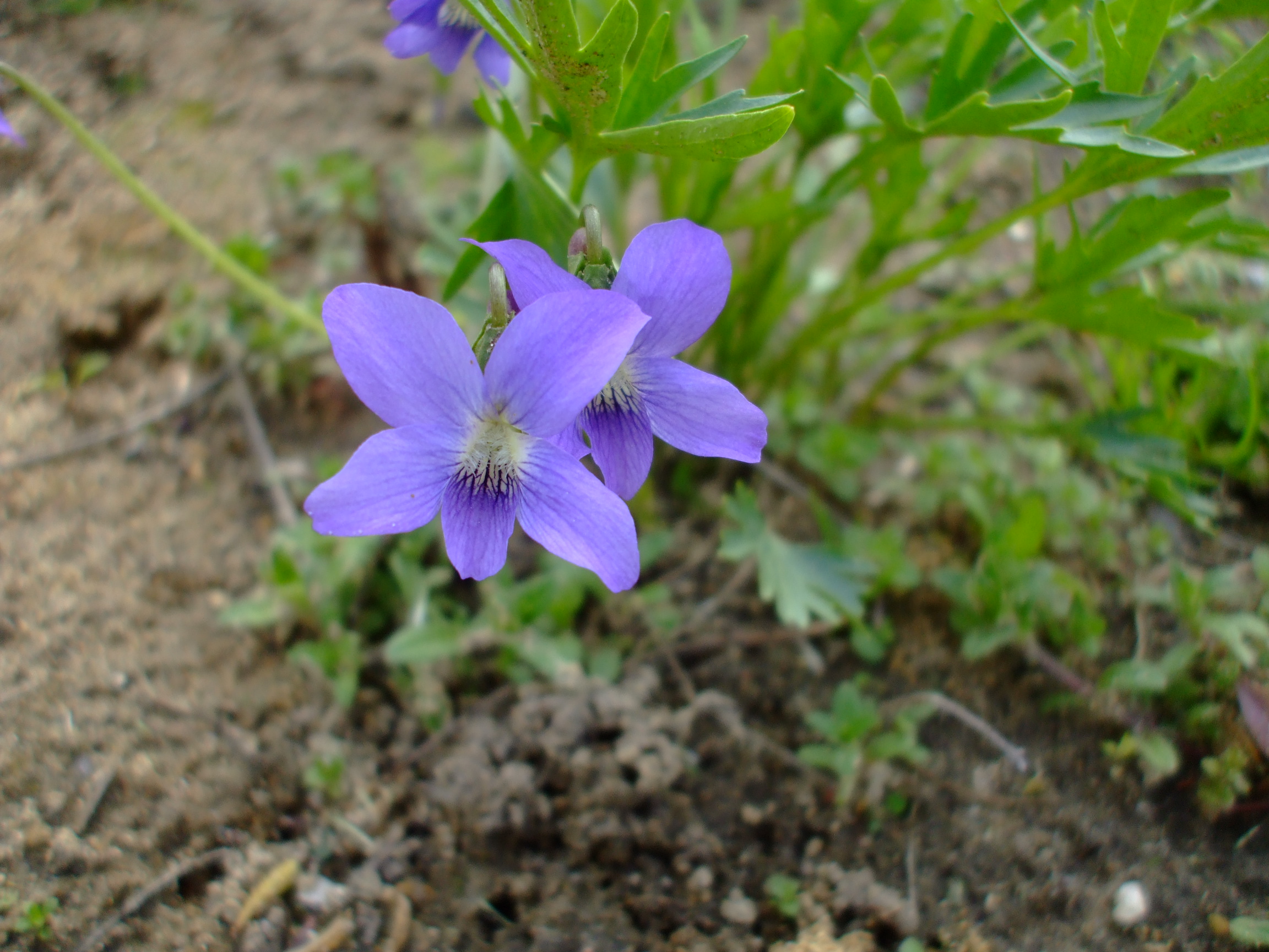 Viola pedatifida